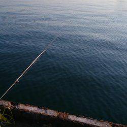 ♪ウキのダンシング♪