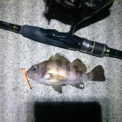 サーフオモロイ。