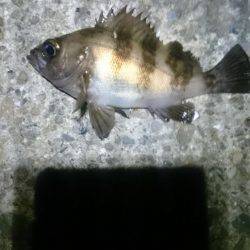 ヤッパ潮かな。