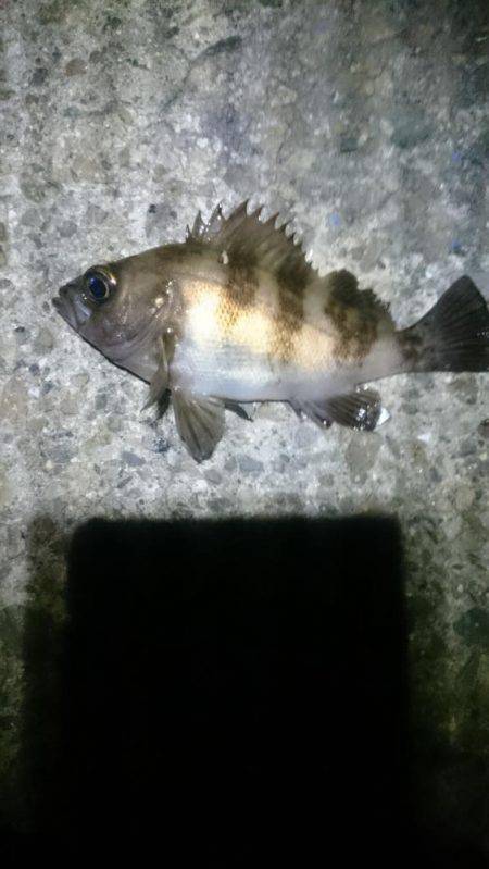 ヤッパ潮かな。