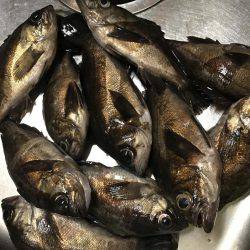 仕事終わりメバリング