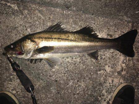 ようやくシーバス