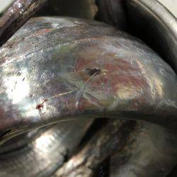 夕まずめパトロール