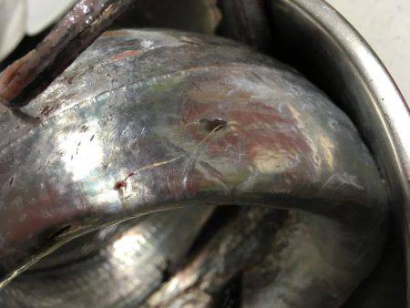 夕まずめパトロール