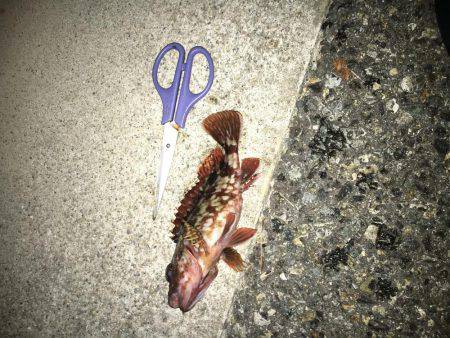 暖かくなりました