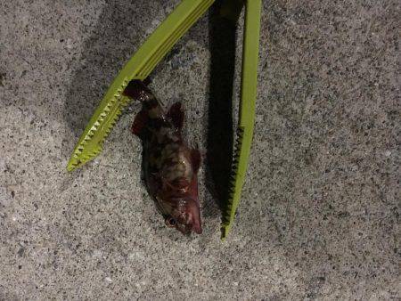 ロックフィッシュはいいね