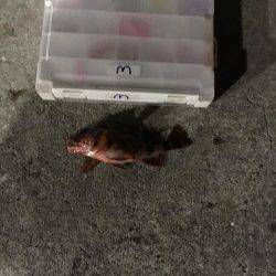 シーバス やっと釣れたよ