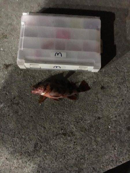 シーバス やっと釣れたよ