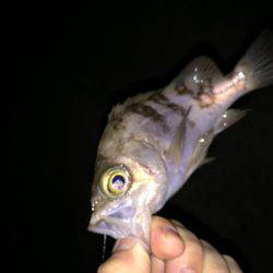 メバルとガッシー