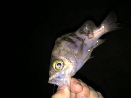 メバルとガッシー