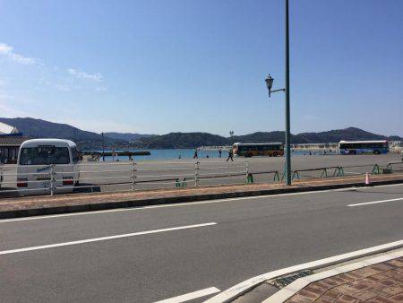 癒しのコウイカちゃん