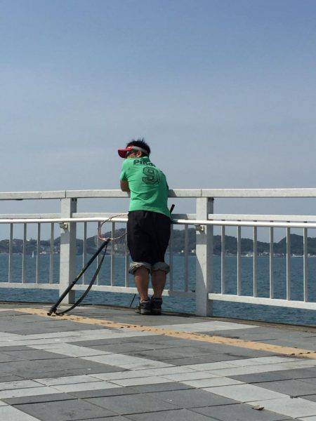 癒しのコウイカちゃん