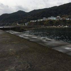 早朝ガシラ釣り