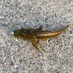 ノッコミ開始！