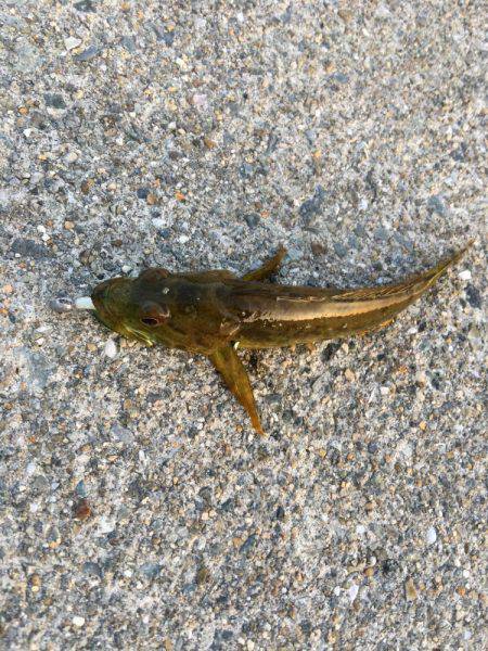 ノッコミ開始！