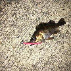 久々のメバリング