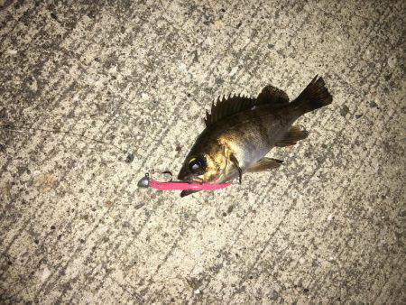 久々のメバリング