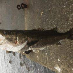 夕方シーバス狙いで