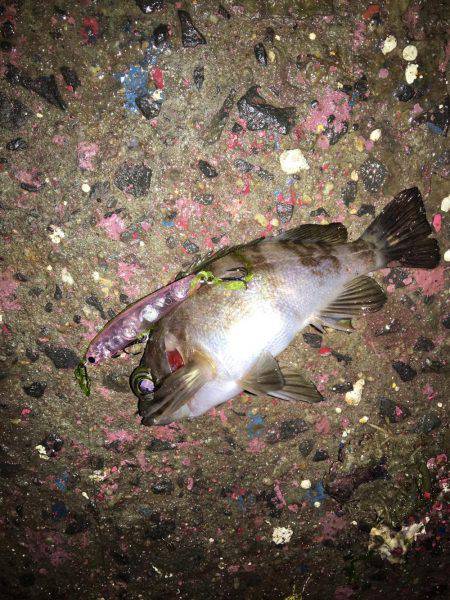 メバルプラッキング