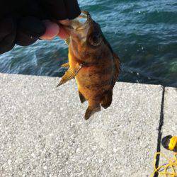 津久見港でデイメバ