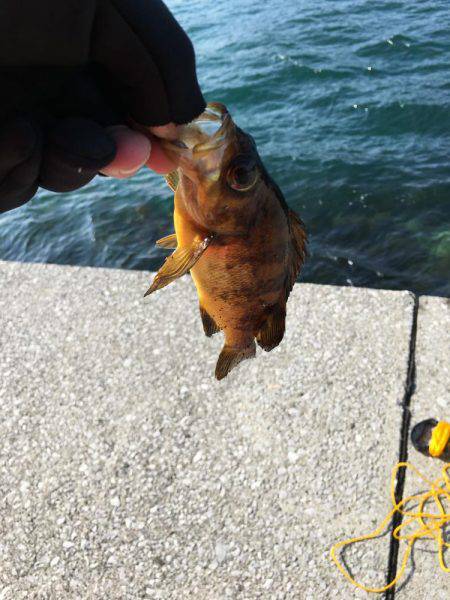 津久見港でデイメバ