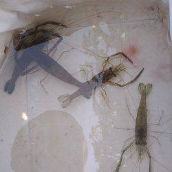 テナガエビ調査釣行in多摩川 まだちょっと早い!?