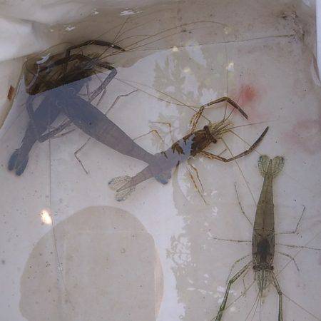 テナガエビ調査釣行in多摩川 まだちょっと早い!?