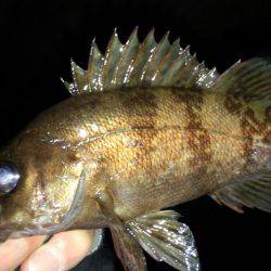 なんとかﾒﾊﾞﾘﾝｸﾞ成立