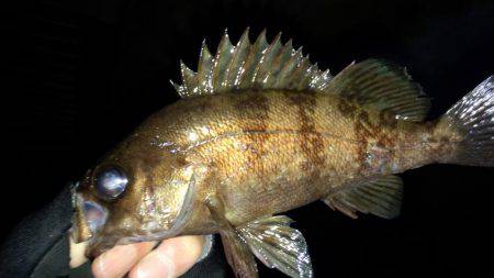 なんとかﾒﾊﾞﾘﾝｸﾞ成立