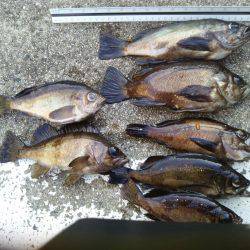 春メバルゲーム