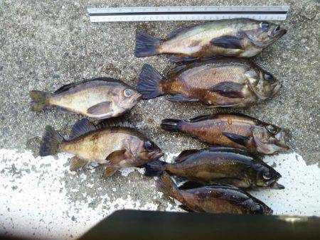 春メバルゲーム