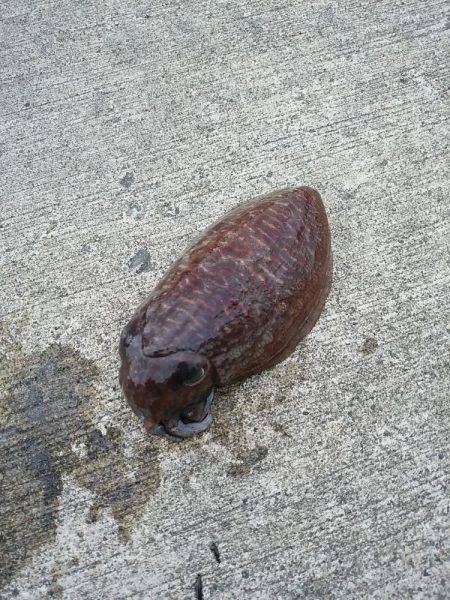 本命釣りたい②