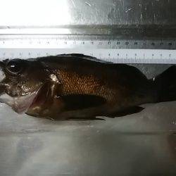 穴釣りのちメバリング