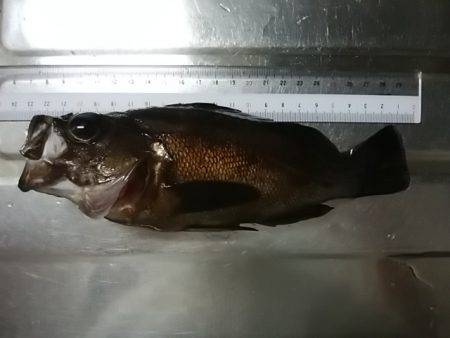 穴釣りのちメバリング