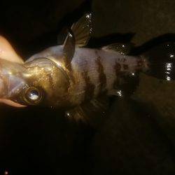 穴釣りのちメバリング