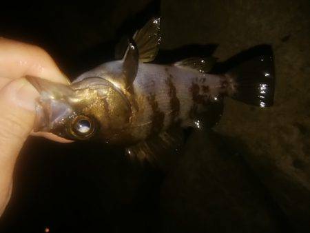 穴釣りのちメバリング