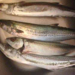 サゴさんサバわん