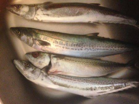 サゴさんサバわん