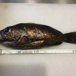 泉南サーフメバリング