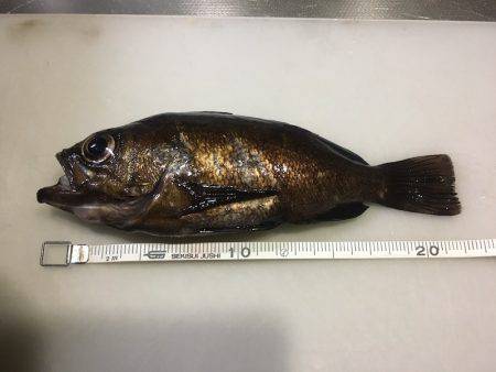 泉南サーフメバリング