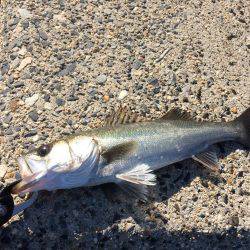 シーバス【セイゴ】