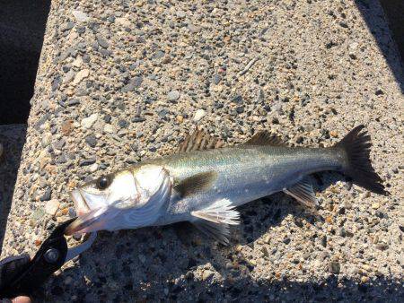 シーバス【セイゴ】