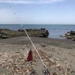 スピンパデビュー戦