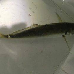 初泉南メバリング