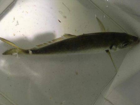 初泉南メバリング