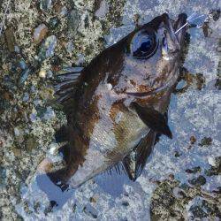 グランドスラム