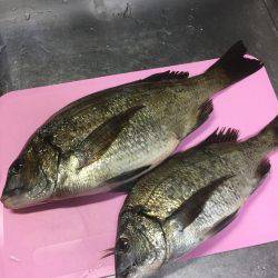 初 沖磯・チヌ釣り