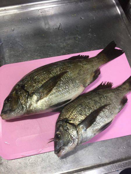 初 沖磯・チヌ釣り