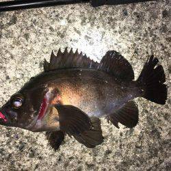 神明間メバリング