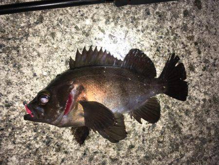 神明間メバリング